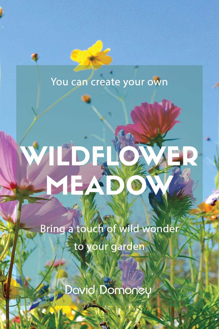 wildflower meadow