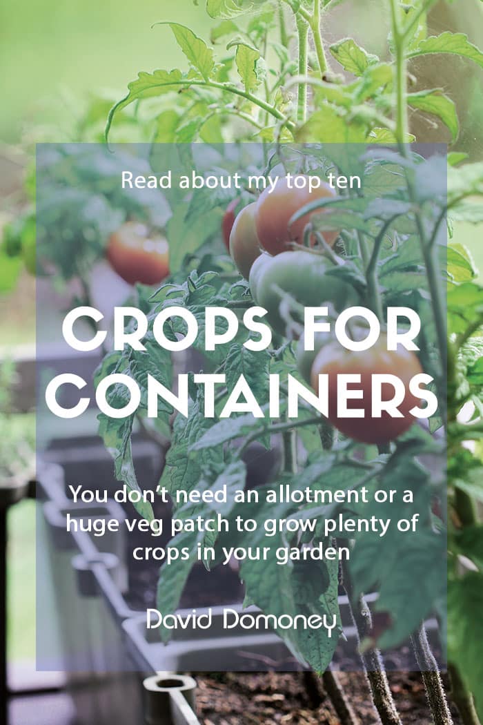 Top 10 vegetable crops for containers David Domoney