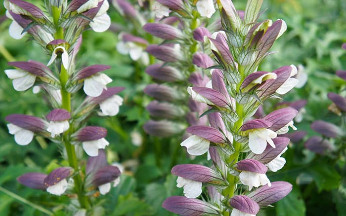 Lavender-sprigs-in-lemon-drink