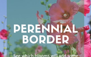 perennial border