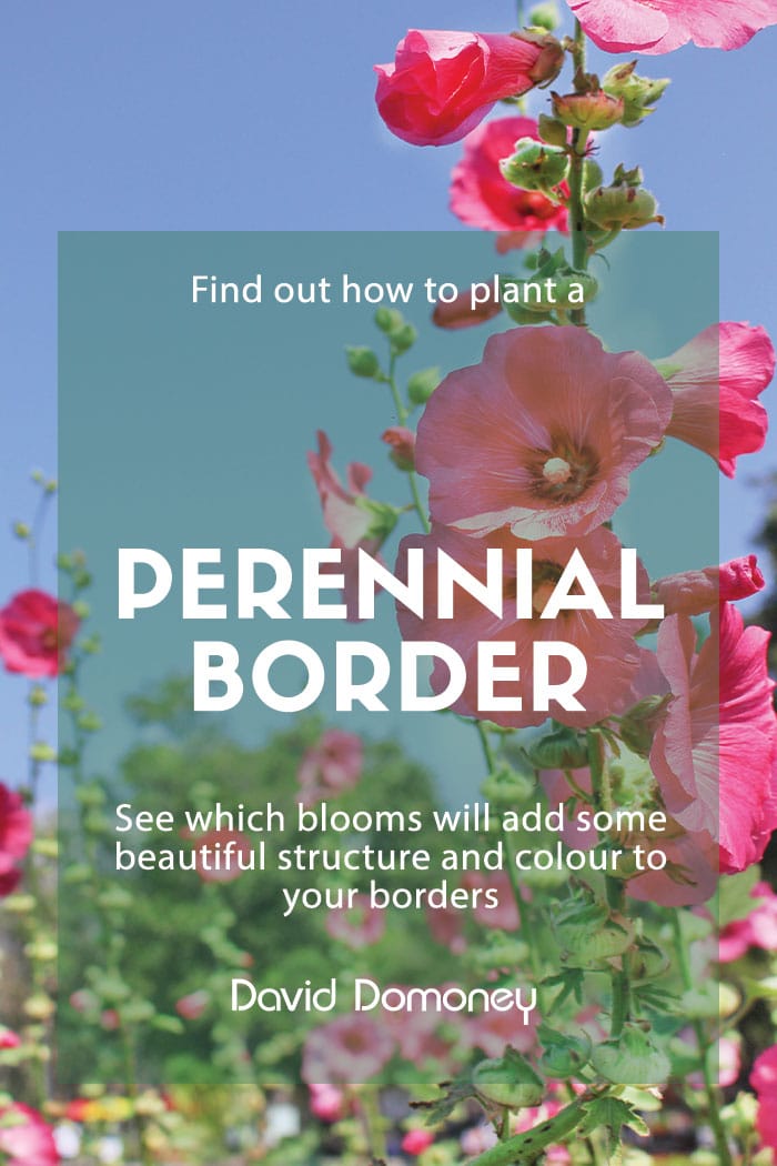 perennial border