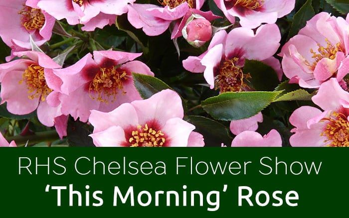 Chelsea flower show this morning rose