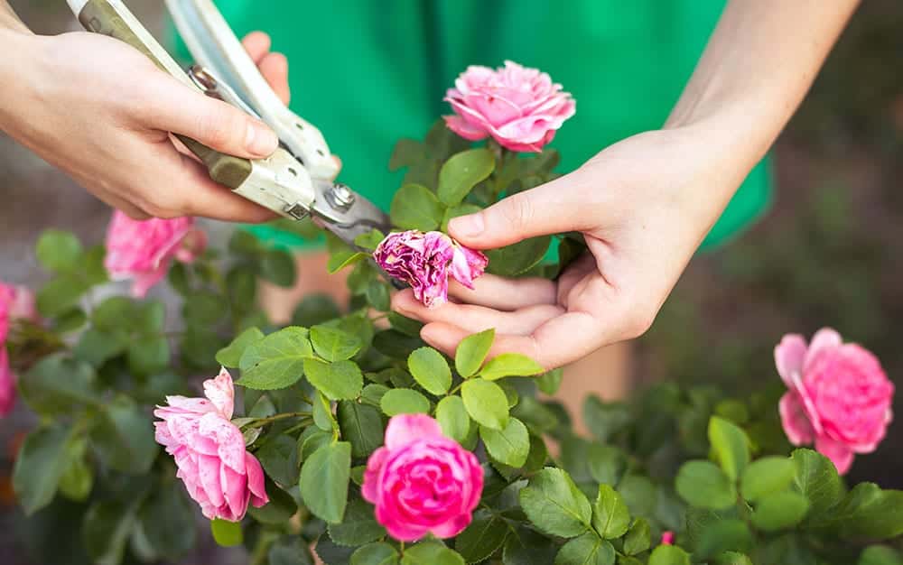 deadheading flowers