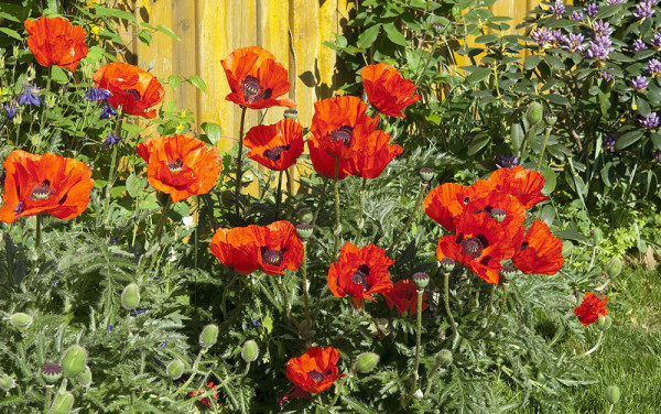 Poppies