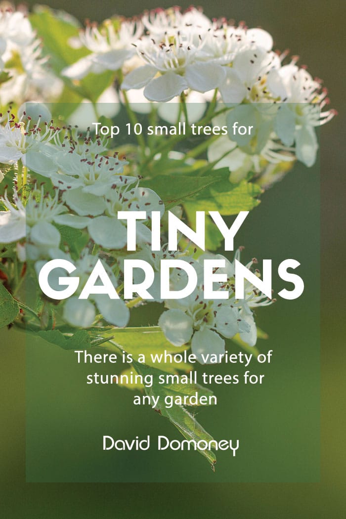 Top 10 Small Trees For Tiny Gardens, Trees For Small Gardens In Pots
