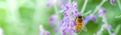 Bee-on-purple-flower