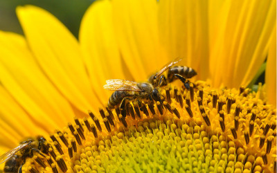 Bees-on-sunflower