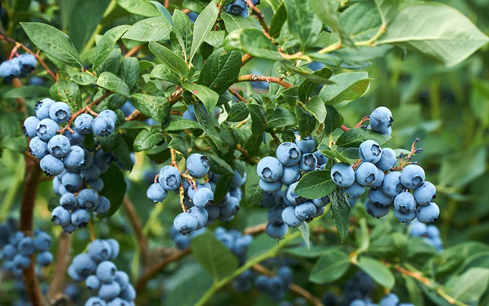 Blueberry-bush