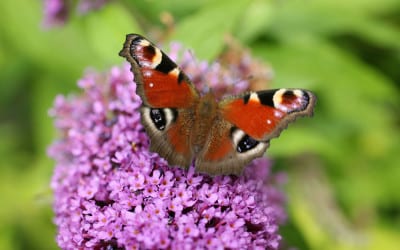 Buddleia-with-butterfly