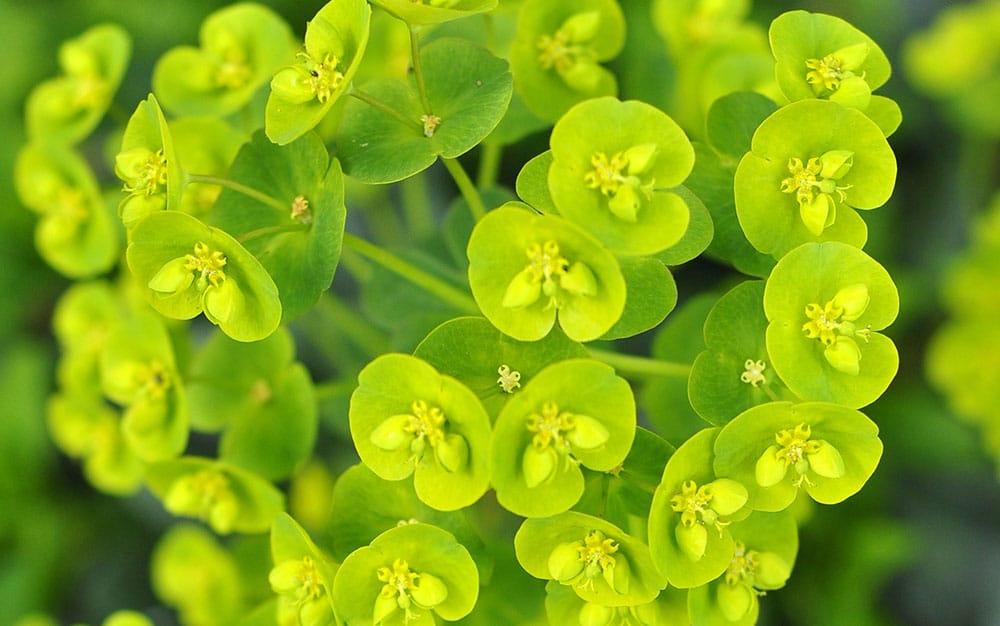 Euphorbia-(spurges)
