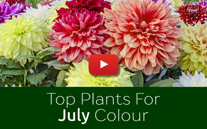 Top plants for July