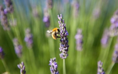 Lavender-with-bee