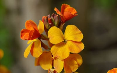 Orange-wallflower