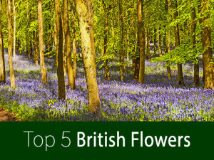British Flower Poll Bluebell woods