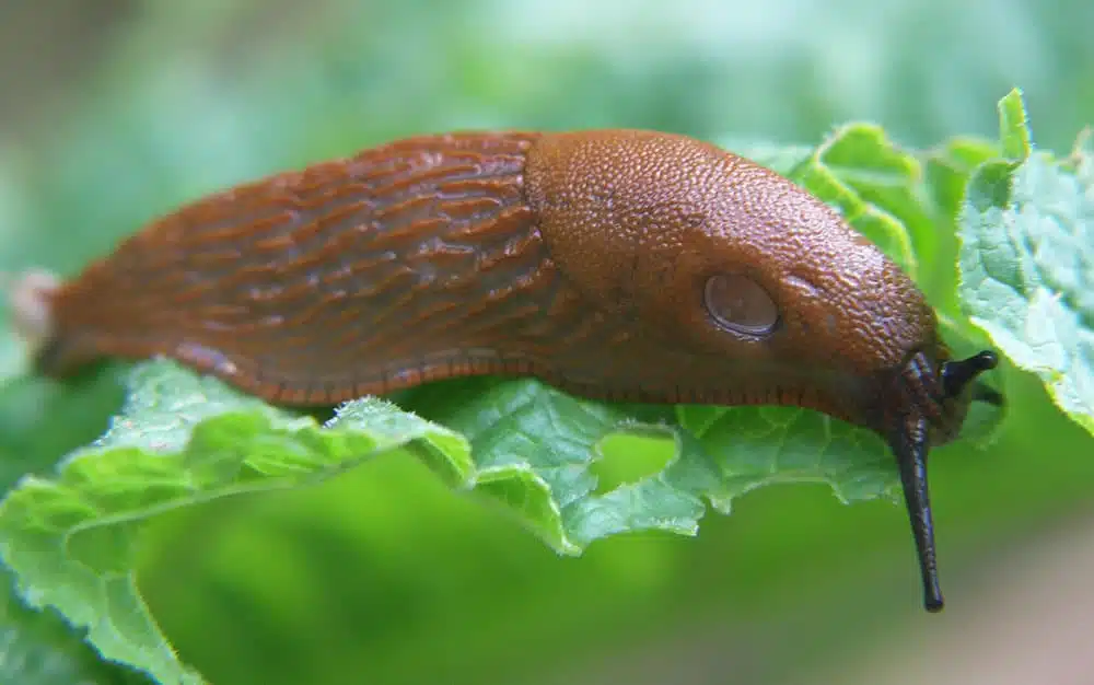 Slug-on-a-leaf