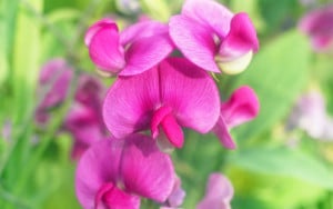 Pink Lathyrus odoratus Sweet-peas