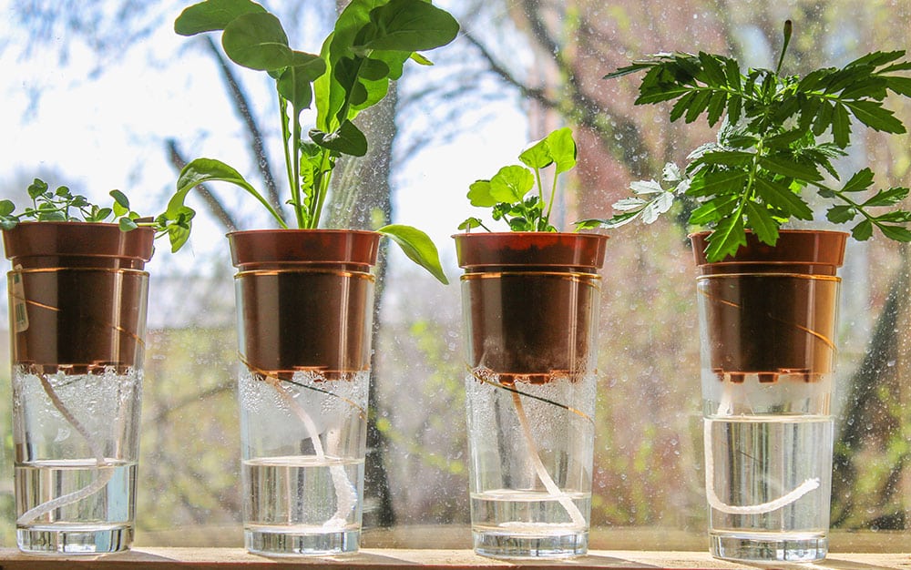 how to keep seedlings moist while on vacation 2