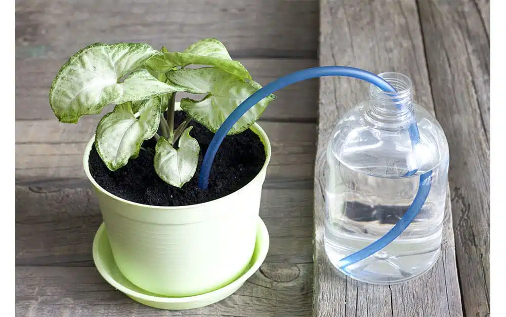 How To Keep Your Plants Watered While, How To Water Garden Pots While Away