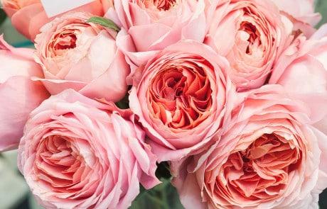Large-pink-roses-look-like-peonies