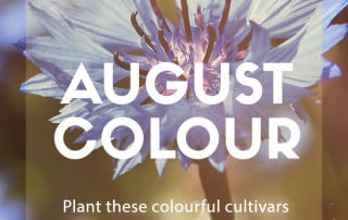 August Colour