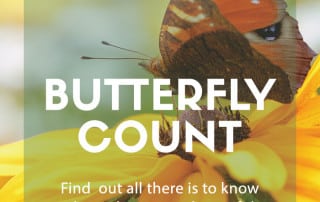 butterfly count