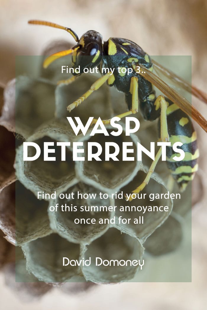 best wasp repellents