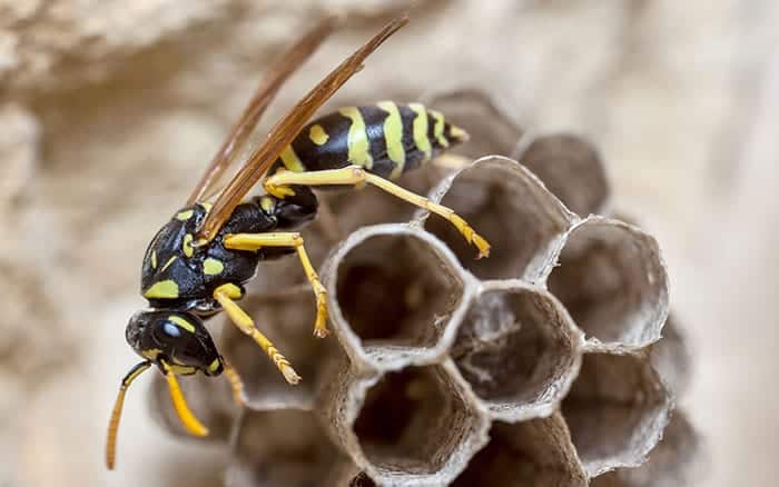 Paper-wasp