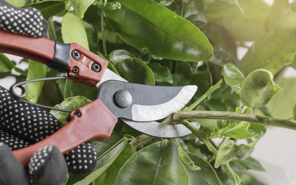 Pruning-shrub-with-secateurs