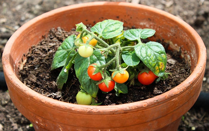 Tomato-Pot