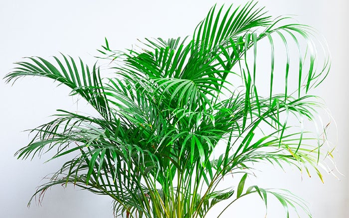 A bamboo palm indoor houseplant