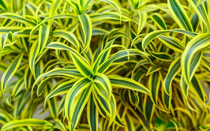 Dracaena deremensis indoor houseplant