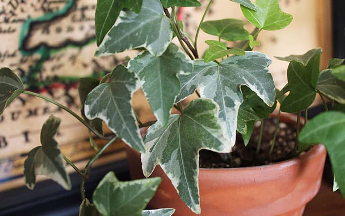 Hedera helix or English Ivy is a wonderful indoor houseplant
