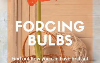 forcing bulbs