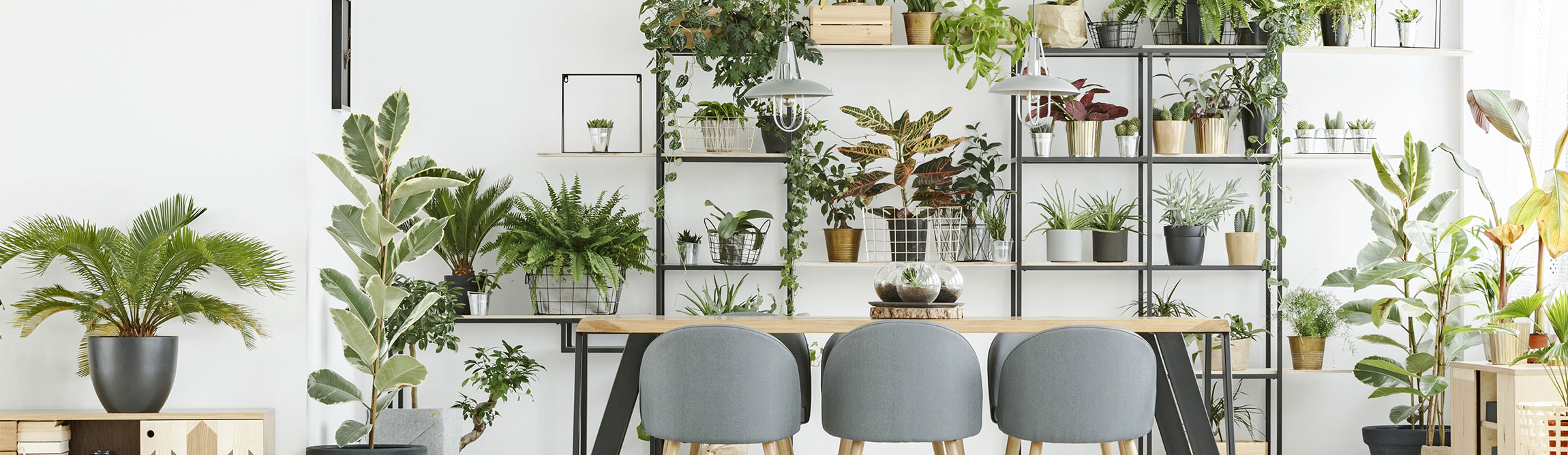 A collection of houseplants in an office space