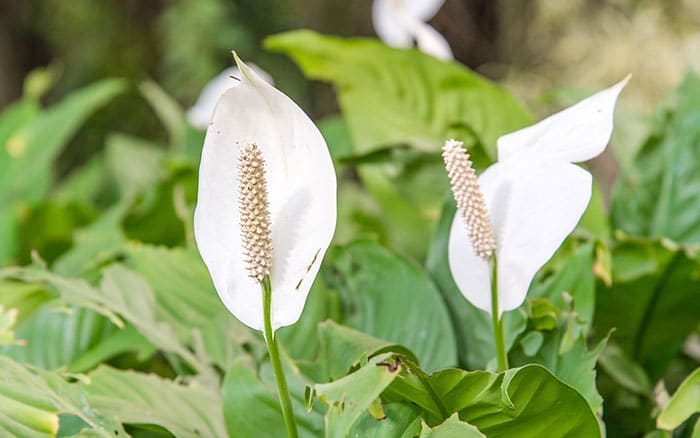 A peace lily is a resilient and helpful indoor houseplant