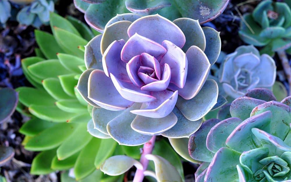 Purple-succulent-rosette