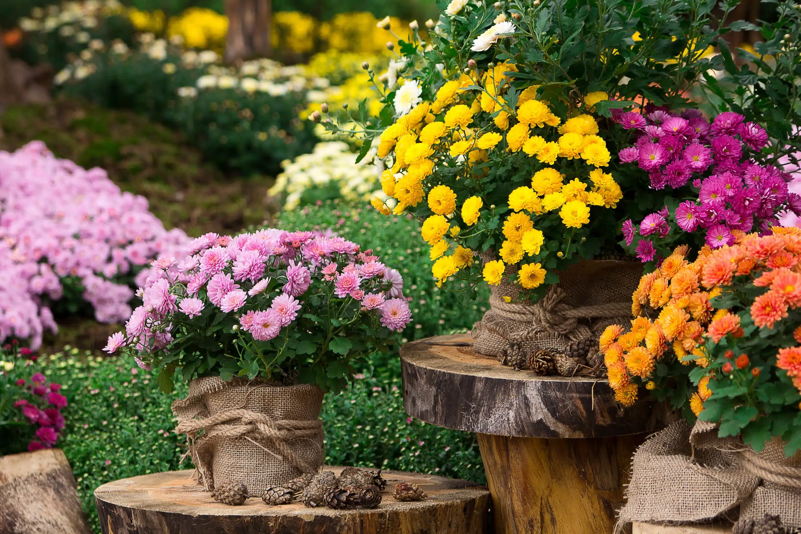 35 Inspirational Gardening Quotes And Famous Proverbs