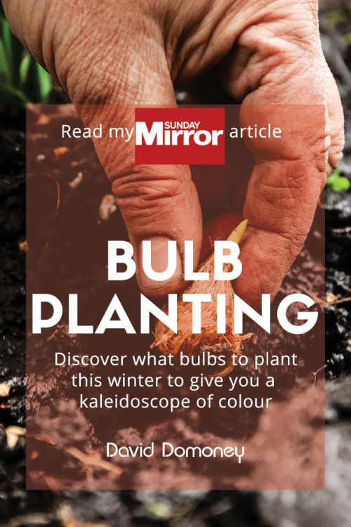 Bulb planting