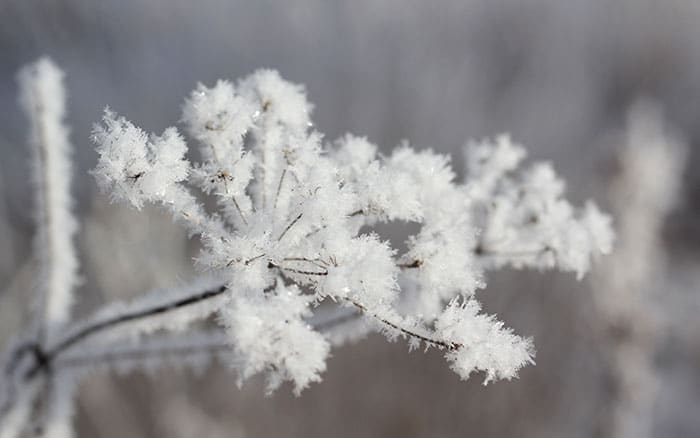 frost-hoar