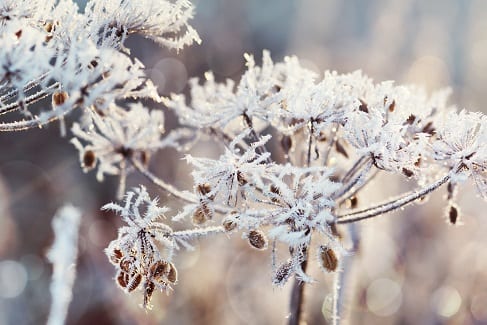 Hoar Frost