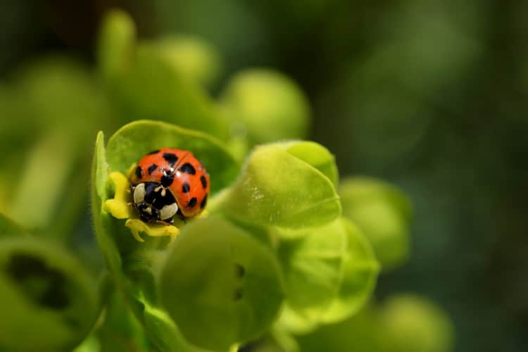 Harlequin Ladybird, Ladybirds Rose-petal-salad-2