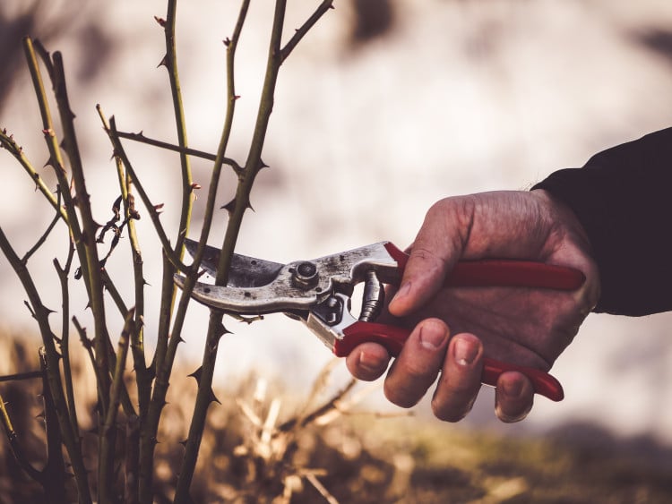 Hand holding pruning shears, pruning a branch
