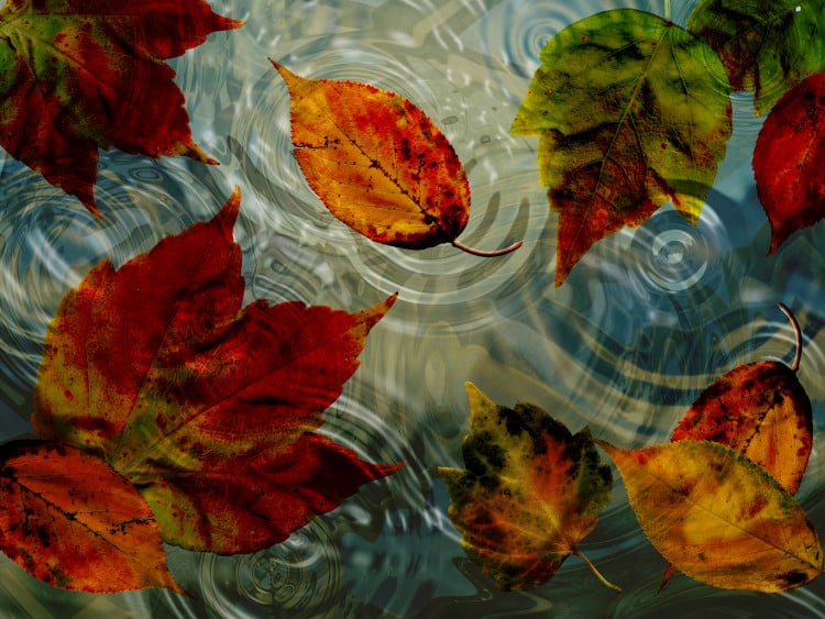 autumn leaves in water