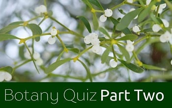 Botany Quiz Part Two
