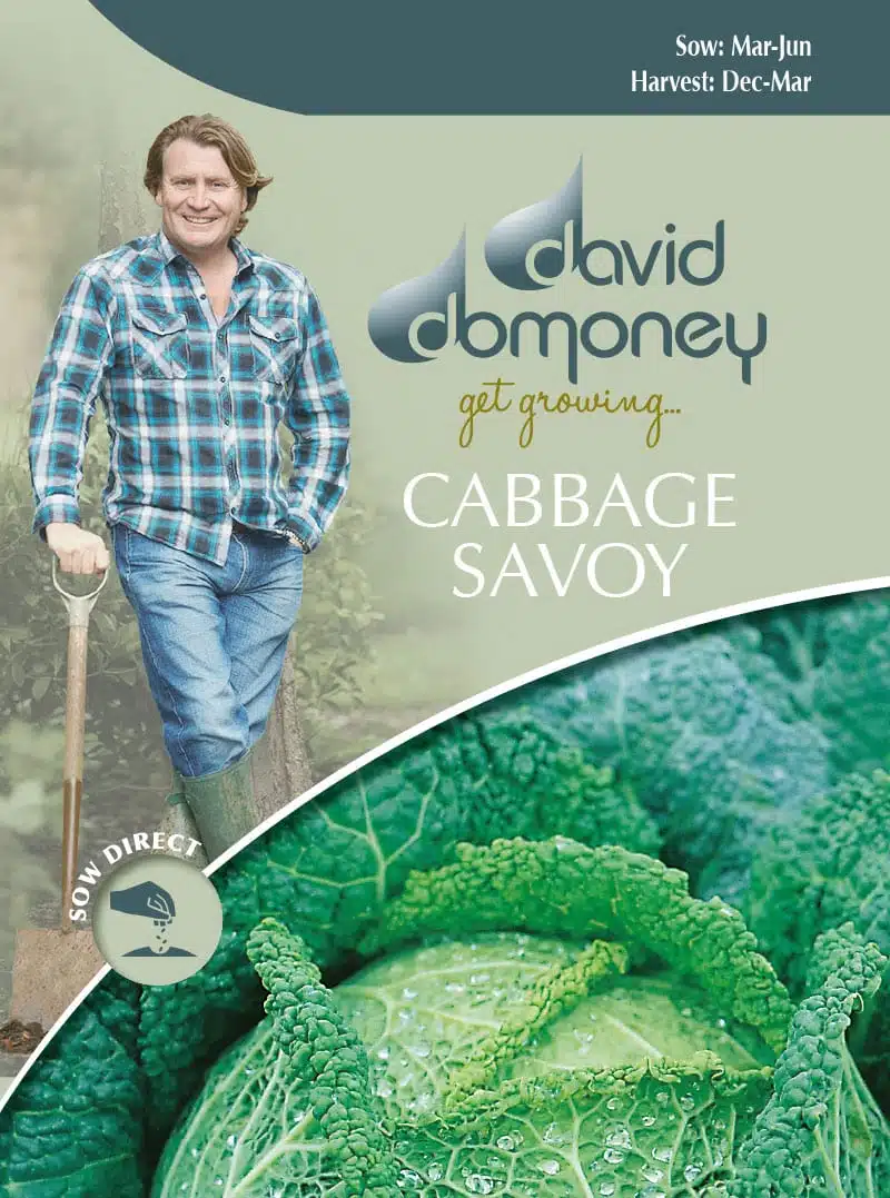 cabbage savoy