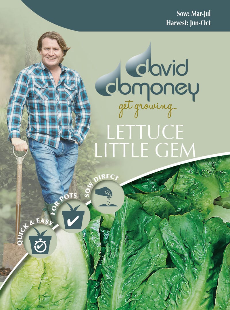 lettuce little gem