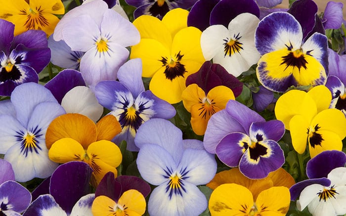 Pansies