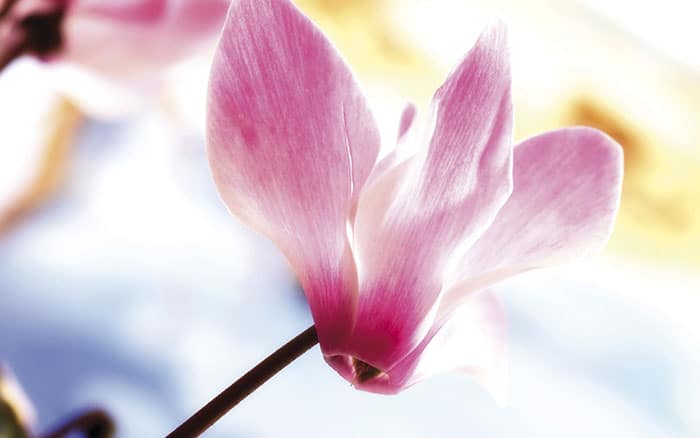 Top-3-cyclamen Rose-petal-salad-2