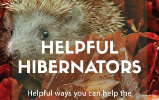 helpful hibernators