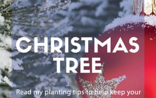 planting a christmas tree